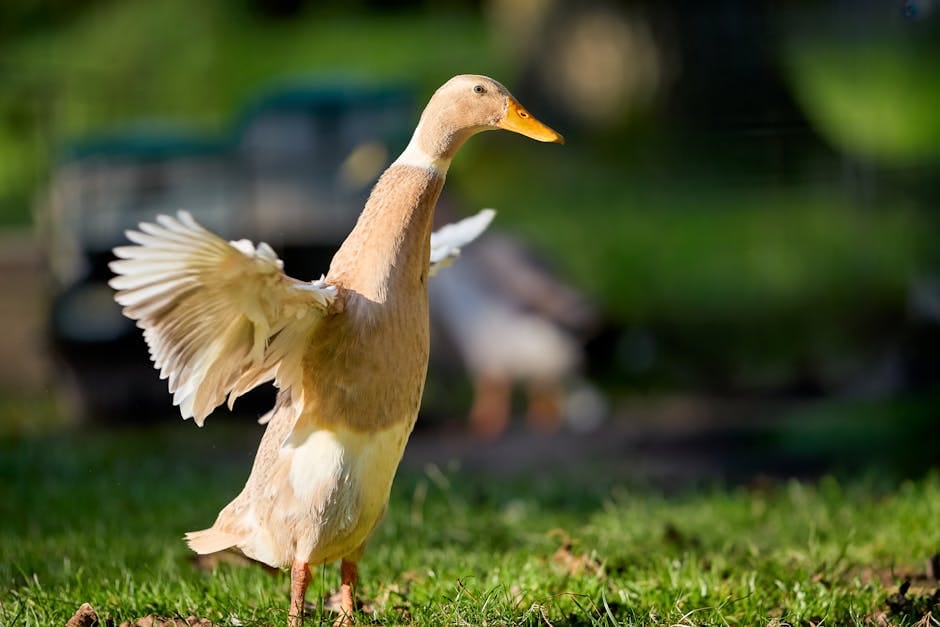 free printable coloring pages