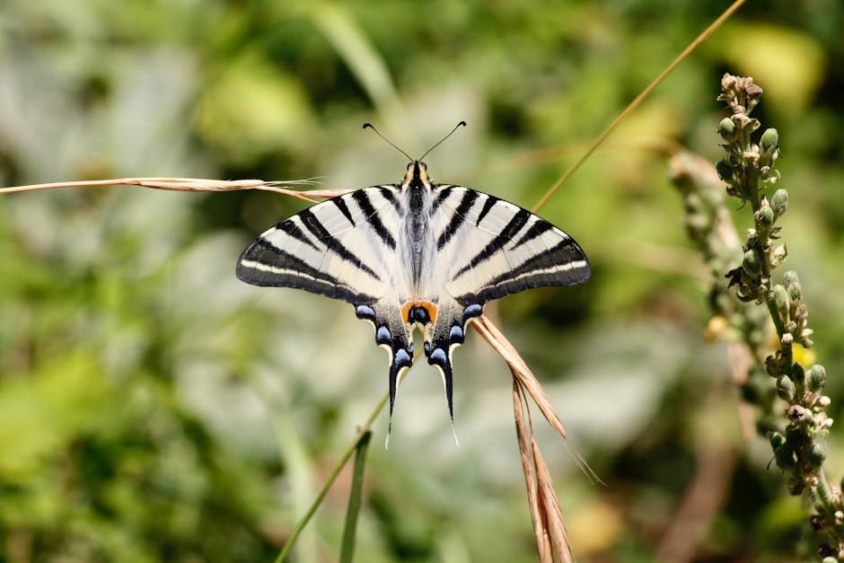 free shamrock clipart