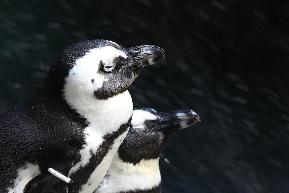 south boston parade route