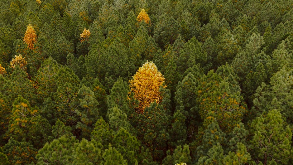 American Southern Fried Chicken Recipe; Authentic American Southern Fried Chicken; How To Cook American Southern Fried Chicken 3 American Southern Fried Chicken recipe; authentic American Southern Fried Chicken; how to cook American Southern Fried Chicken