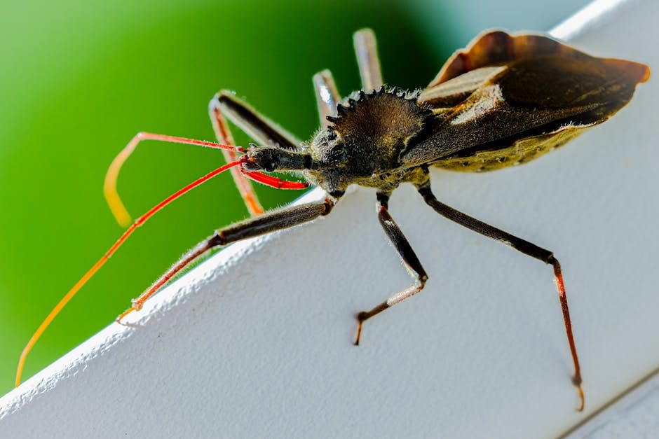 3 leaf vs 4 leaf clover