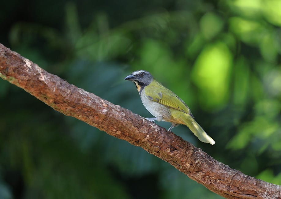 costa rica march itinerary